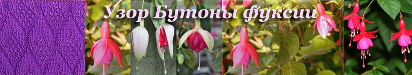 бутоны фуксии