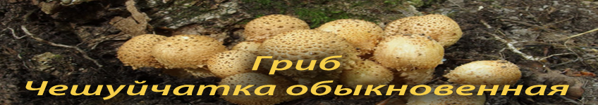 Гриб чешуйчатка