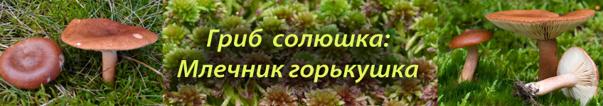 Гриб горькушка млечник