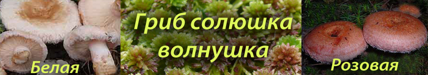 Гриб волнушка