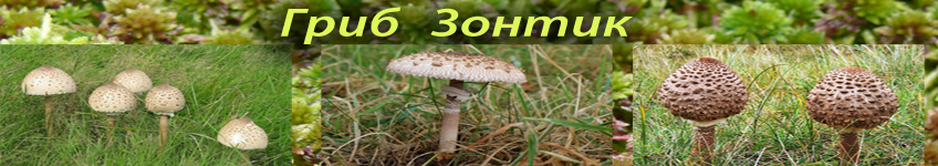 Гриб зонтик