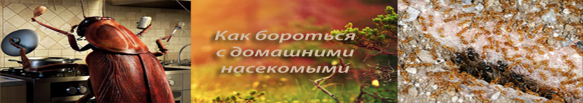 Как бороться с домашними насекомыми