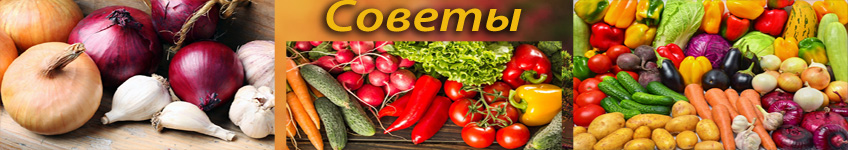 Как хранить и варить овощи