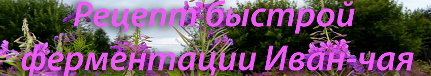 Рецепт быстрой ферментации Иван-чая