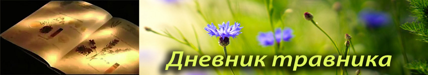 Где и когда собирать лекарственные травы, как хранить