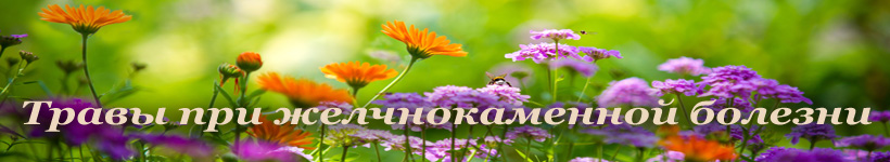 Травы при желчнокаменной болезни