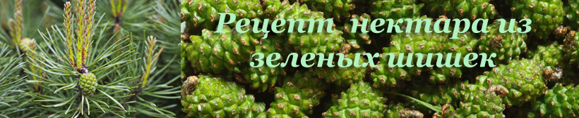 Мед из зеленых шишек