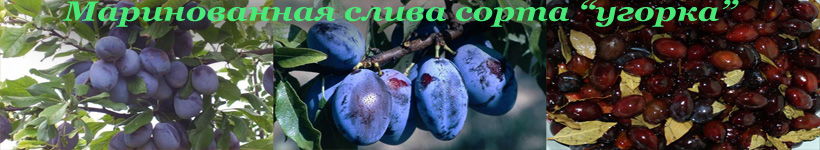 Рецепт маринованной сливы
